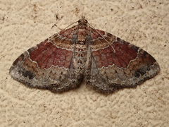 Xanthorhoe spadicearia