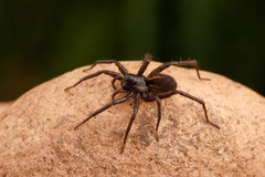 Pardosa fuscula