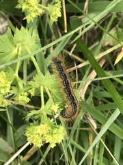 Malacosoma alpicolum