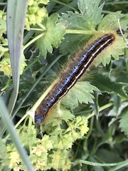 Malacosoma alpicolum