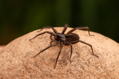 Pardosa fuscula