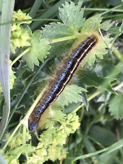 Malacosoma alpicolum