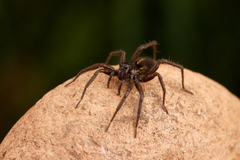 Pardosa fuscula