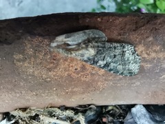 Ctenoplusia oxygramma