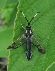 Synanthedon