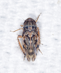 Xestocephalus tessellatus
