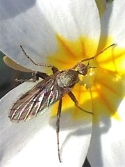 Empidinae