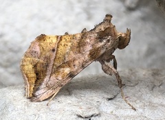 Pseudeva purpurigera