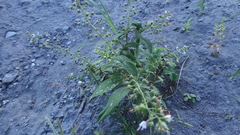 Lysimachia decurrens