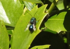 Osmia ribifloris ribifloris