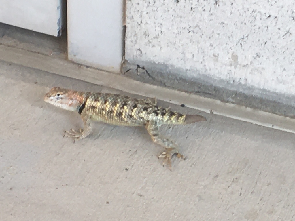 Yellow-backed Spiny Lizard
