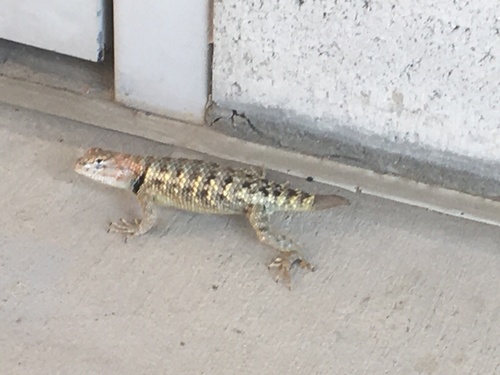Yellow-backed Spiny Lizard