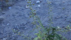 Lysimachia decurrens