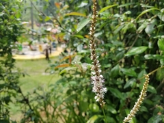 Veronicastrum