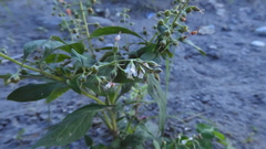 Lysimachia decurrens