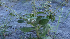 Lysimachia decurrens