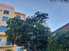 Heptapleurum actinophyllum