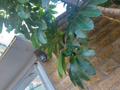 Heptapleurum actinophyllum