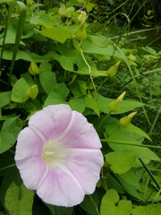 Calystegia × pulchra