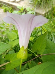Calystegia × pulchra