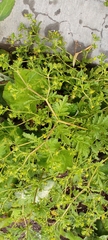 Potentilla supina