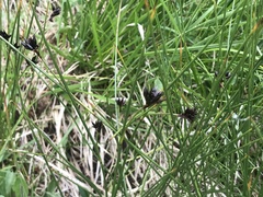 Juncus jacquinii