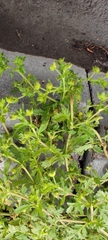 Potentilla supina