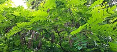 Robinia pseudoacacia