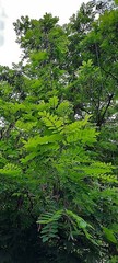 Robinia pseudoacacia