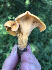 Cantharellus tenuithrix