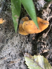 Cantharellus tenuithrix