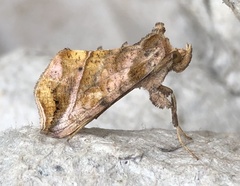Pseudeva purpurigera