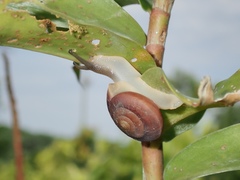 Quantula striata