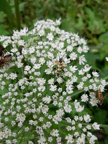 Spotted Longhorn Beetle, Geulle, photo 10 of 10