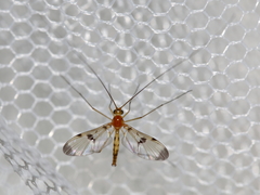 Macrocera phalerata