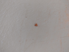 Pyrausta pseudonythesalis