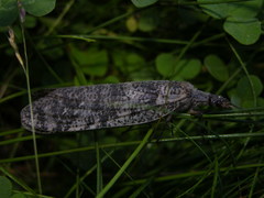 Dysmicohermes disjunctus