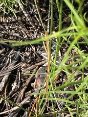 Manomera brachypyga