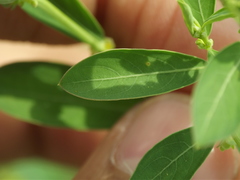 Phyllanthus maderaspatensis