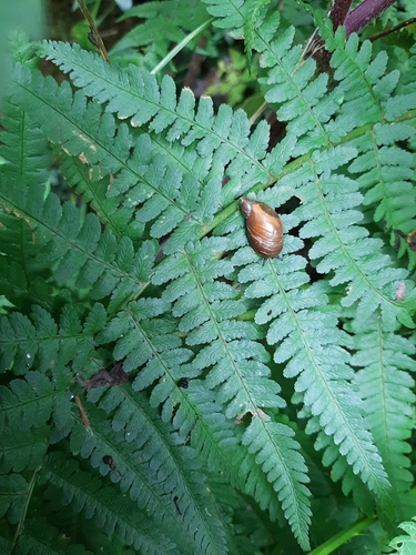 Common European Ambersnail, Geulle, photo 9 of 10