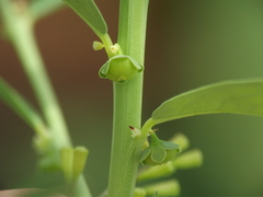 Phyllanthus maderaspatensis