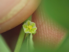 Phyllanthus maderaspatensis