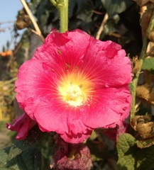 Alcea rosea