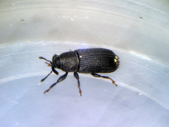 Mecinus pyraster