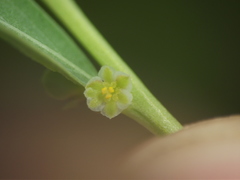 Phyllanthus maderaspatensis