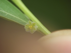 Phyllanthus maderaspatensis