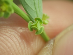 Phyllanthus maderaspatensis