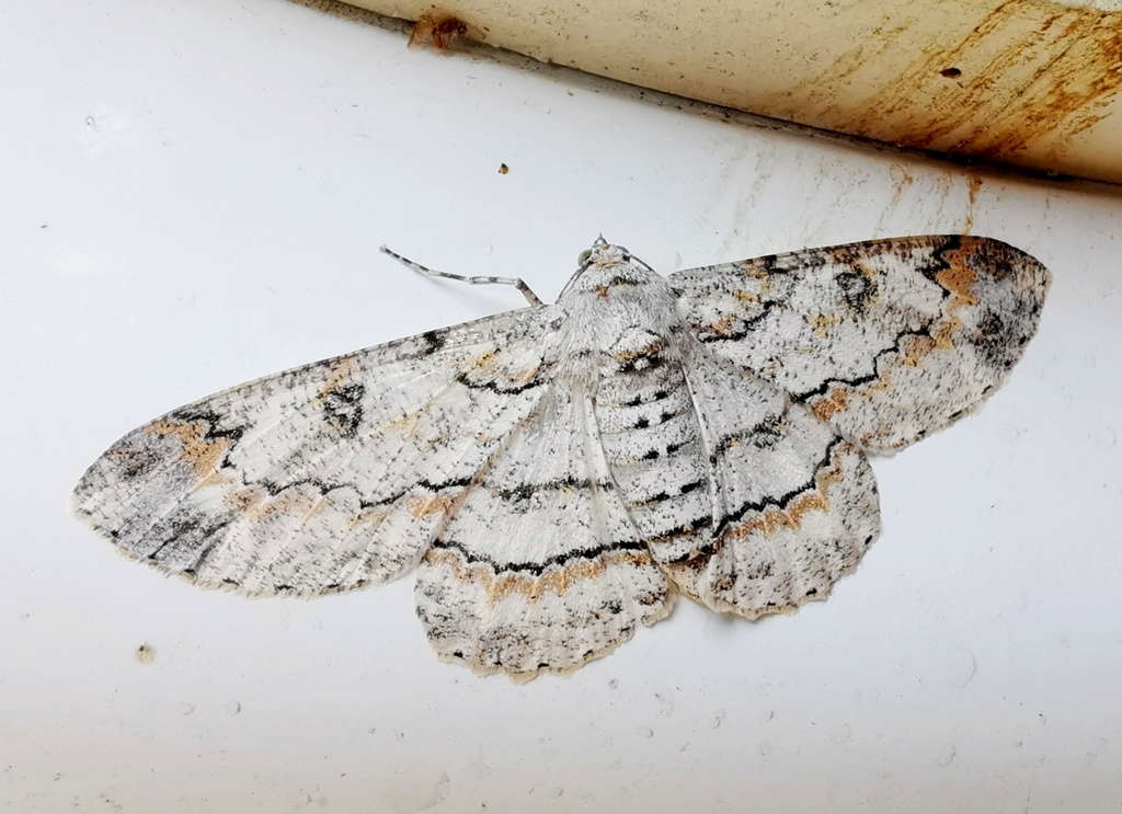 Ascotis imparata