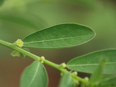 Phyllanthus maderaspatensis