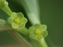 Phyllanthus maderaspatensis